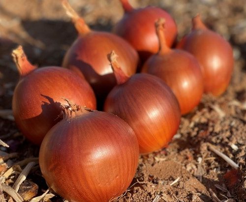 Short Day Onion