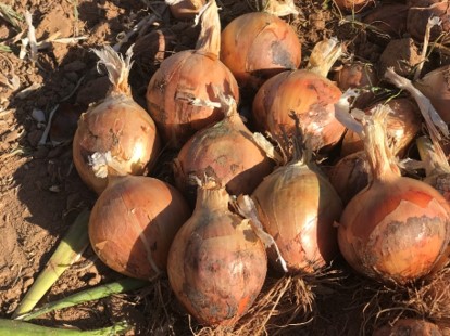 Long Day Onion